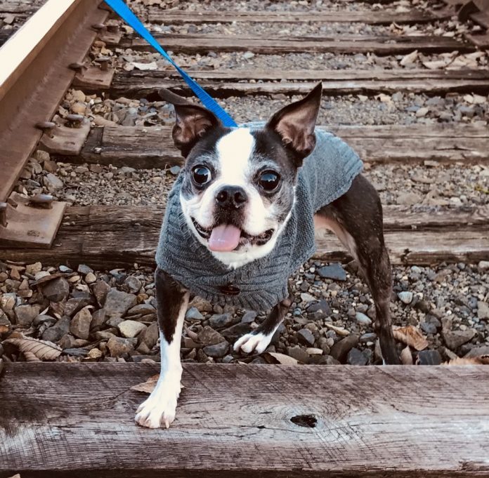 Willy-Lucky-Olympia-Nonprofit-Rescue-Animal-and-Mascot Willy-Lucky-Olympia-Nonprofit-Rescue-Animal-and-Mascot