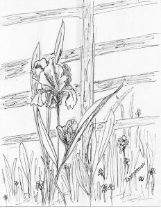 Lorraine-Donner free coloring pages Iris