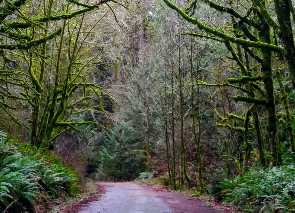 Thurston-County-Walk-Woodard-Bay-Natural-Resources-Conservation-Area-hiking