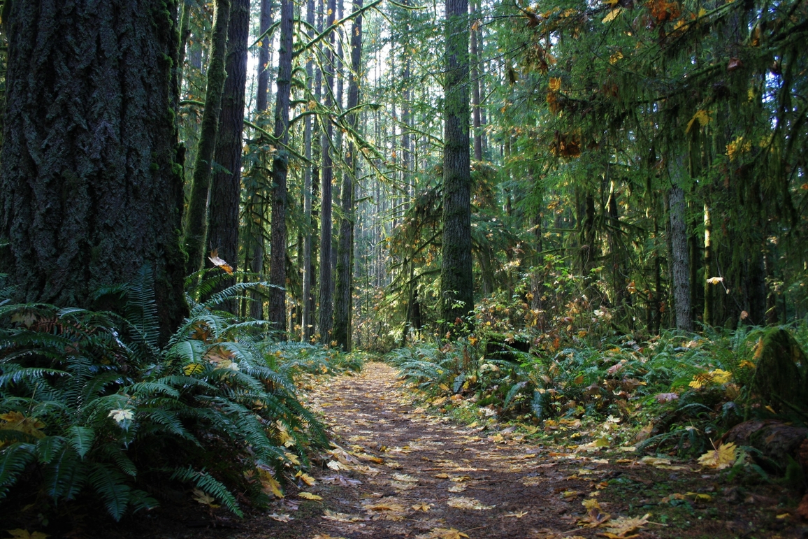 Thurston County Walk fall Millersylvania-State-Park-