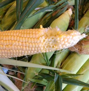 Olympia Farmers Market-Fresh-Corn-on-the-Cob