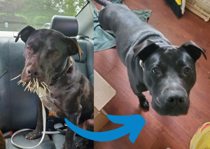 Concern-for-Animals-Medical-Program-2020