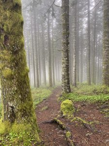 Day Trip Capitol-Forest-Misty-Trail