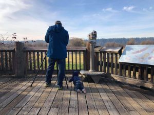 Thurston county bird watching Birding-Nisqually