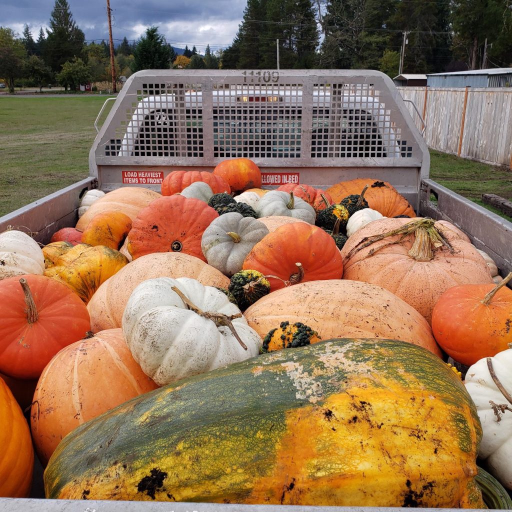 gaint pumpkin contest Jeff-Uhlmeyer-Field-Pumpkins