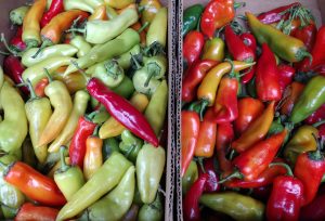 Olympia Farmers Markety holiday-Holiday-Peppers