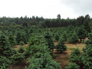 Thurston county christmas trees black lake farm