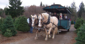 Thurston county christmas trees clyde and dales