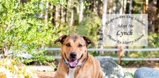 adopt a pet dog of the week Lynch