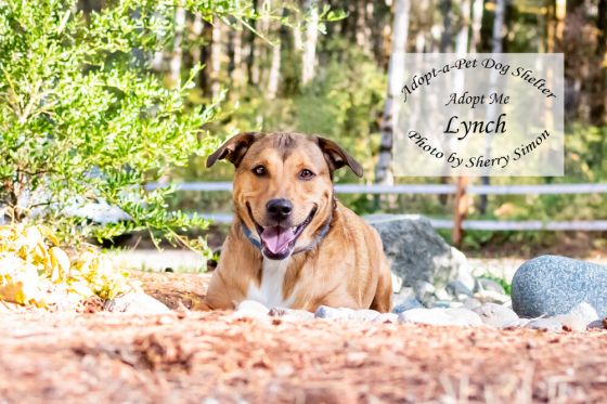 adopt a pet dog of the week Lynch