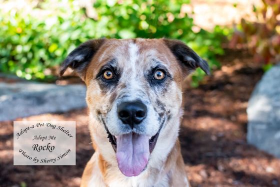 Adopt a pet dog of the week rocko