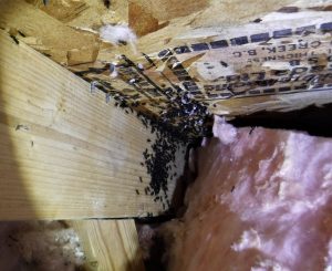 Boggs-Inspection-Services-Lacey-Winter-Pests-Carpenter-Ants
