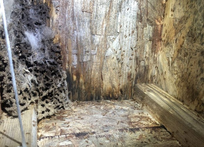 Boggs-Inspection-Services-Lacey-Winter-Pests-Moisture-Ants-New-Construction Boggs-Inspection-Services-Lacey-Winter-Pests-Moisture-Ants-New-Construction