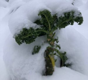 thurston county farmers winter-1