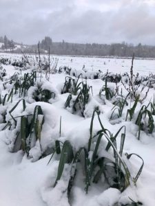 thurston county farmers winter buy local 2