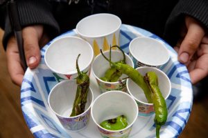 evergreen state college agriculture shishito taste testing-14