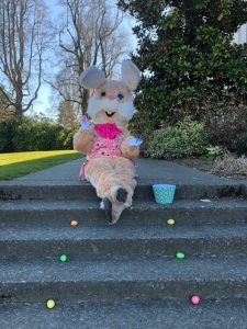 a person dressed as the Easter Bunny sitting on concrete steps with eggs and a basket