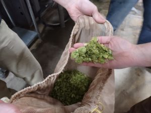 hands holding a hops over a bag