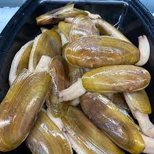 razor clams in bucket at clam festival