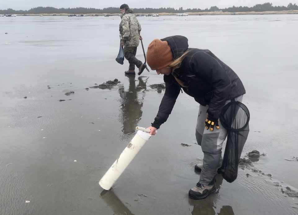 clam diggers looking for signs of clams on Grays Harbor beach
