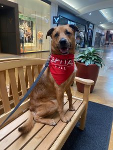 Dog sitting on bench inside Capital Mall