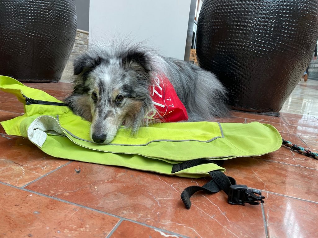 blue merle shetland sheepdog inside Capital Mall lying on a bright green dog raincoat