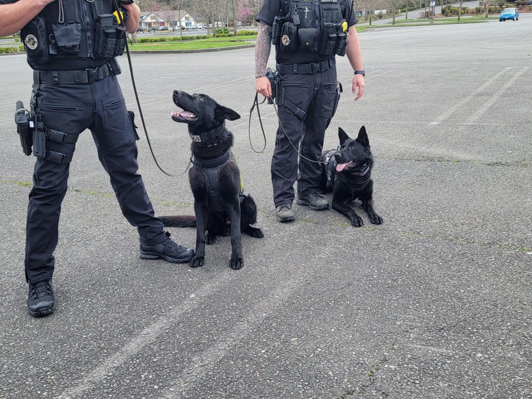 Thurston County K9 Bowie and Igo with their handlers