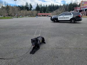 Thurston County K9 Igo in his ballistic vest 