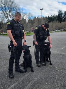 Thurston County K9 Bowie and Igo with their handlers