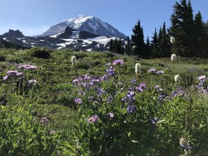 photo of a mountain with purple wildflowers and grass in the foreground