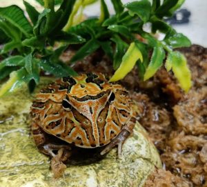 frog in his aquarium at The Pet Works