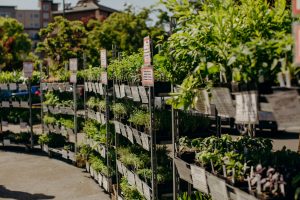 rows of plants in racks