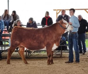 Sawyer Hicks with his market steer for the Thurston County Youth Animal Sale