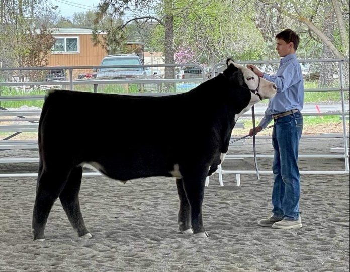 Blake with his 4-H market steer