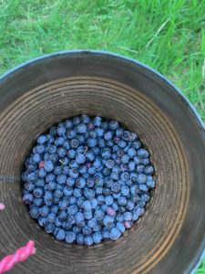 blueberries in a brown pail