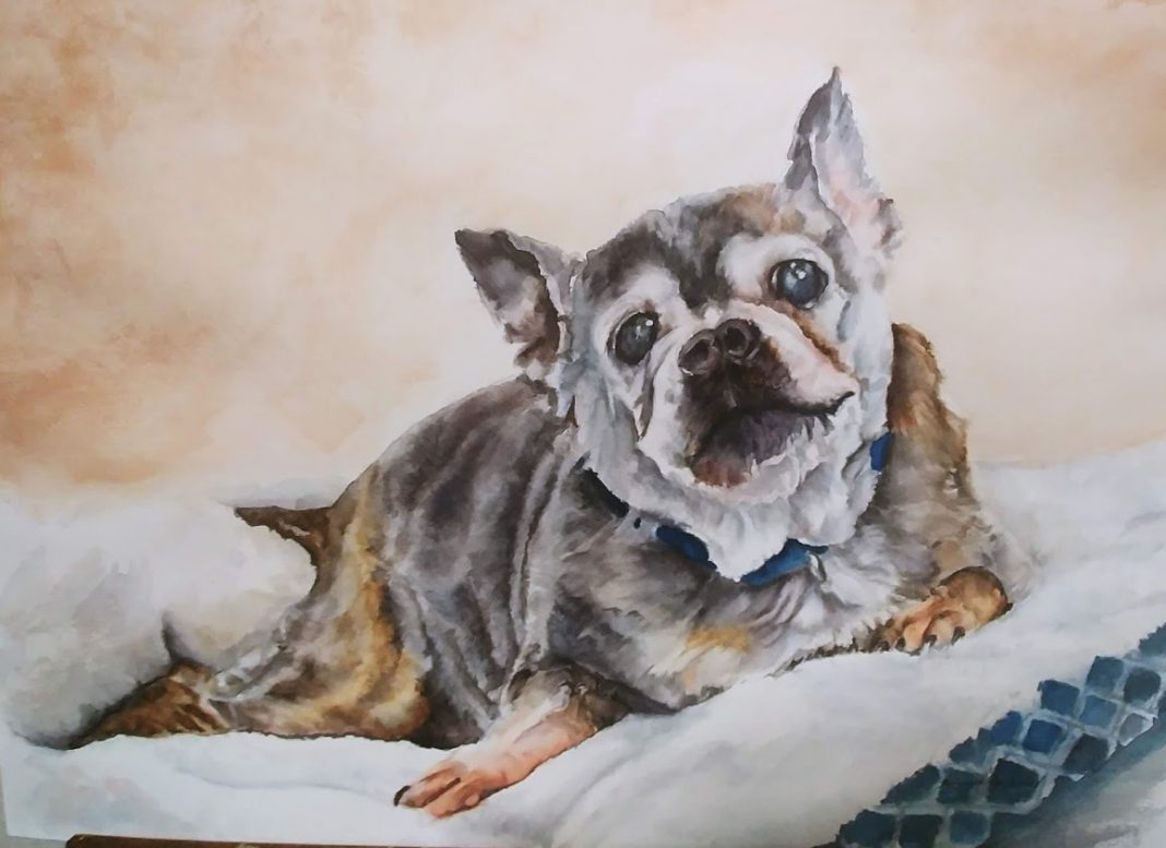 senior dog on a white blanket painted by Bonnie Belden-Doney