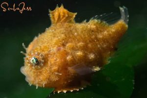 Pacific spiny lumpsucker in the South Puget Sound