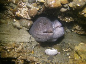two wolf eels seen by scuba divers in the South Puget Sound