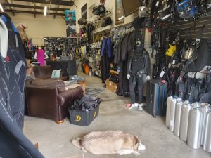 Lani, a Siberian husky, welcomes visitors to Off The Hook Diving, a scuba diving shop in Lacey.