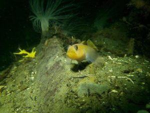  blackeye goby in the South Puget Sound