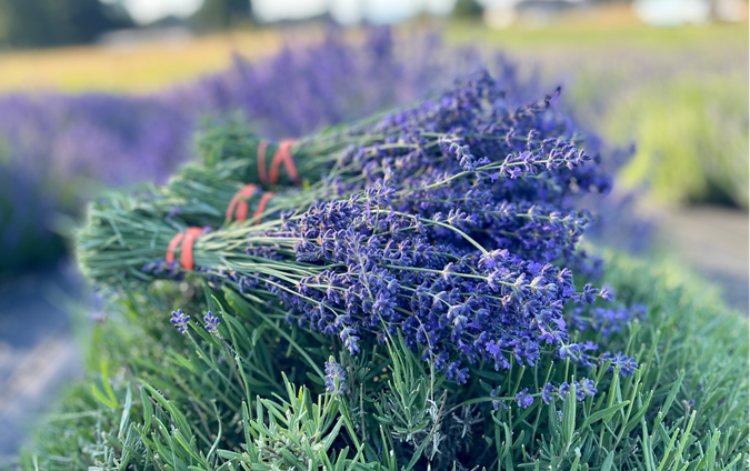 Bundles of lavender in a field at Cobblefield Lavender Farm  