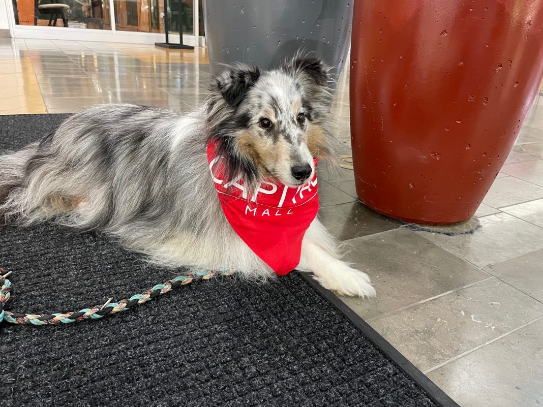 blue merle sheltie with a red bandana lying down at Capital Mall