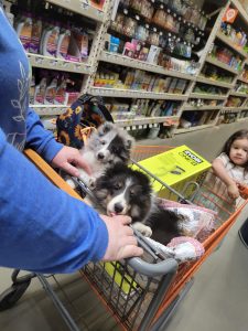 two sheltie puppies inside a cart at home depot