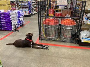 chocolate lab lying down in tractor supply 