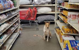 smooth haired collie sitting in tractor supply aisle