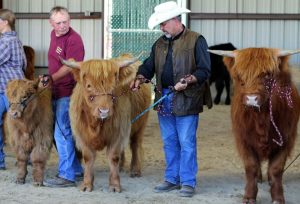 Three Scottish highland cows with their handlers at the Grays Harbor County Fair