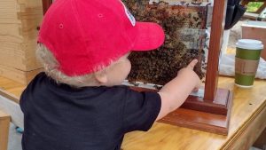 child pointing at a glass beehive at Hands On Children's Museum