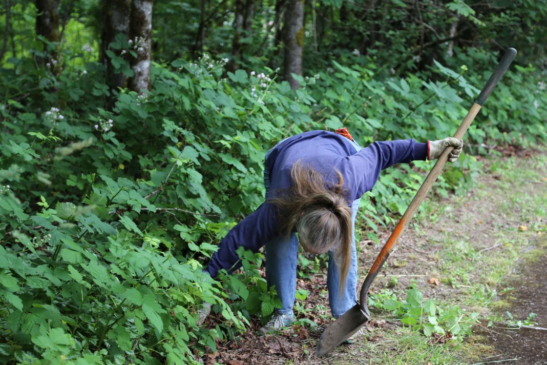 volunteer bent over pulling seeds at an Olympia park work party