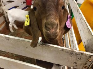 goat at a fair