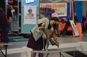 Rachael Leber with her whippet on a dog judging table